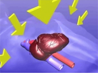 Воздействие на сердце при стернальной и торакальной компресии